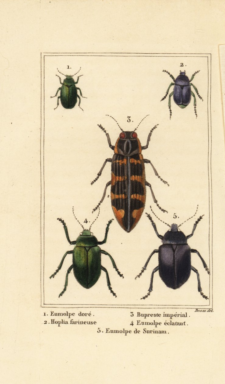 Hondsdraf kever, Chrysochus auratus, Hoplia argentea, banksia juweelkever, Cyrioides imperialis, Eumolpus fulgidus, en Eumolpus surinamensis door Pancrace (after) Bessa