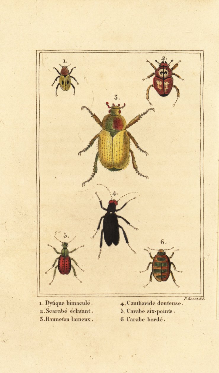 Dytiscus bimaculatus 1, scarabee 2, meikever, Melolontha melolontha 3, Cantharis kever 4, Carabus sexpunciatus 5 en Omophron limbatum 6 door Pancrace (after) Bessa