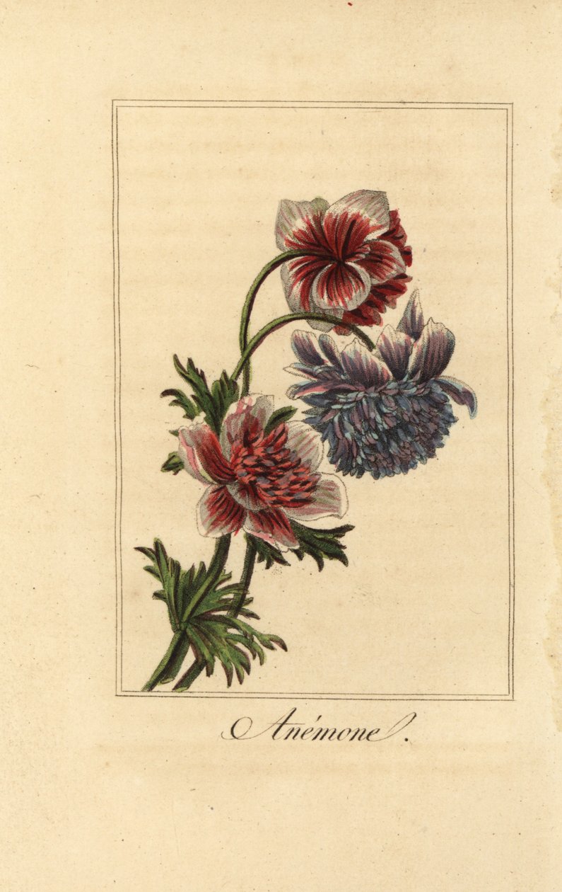 Hybride anemoonklaproos, Anemone coronaria door Pancrace (after) Bessa
