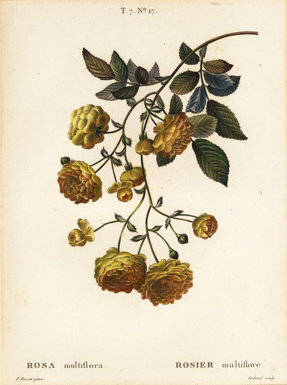 Multiflora roos of Japanse roos, Rosa multiflora, Rosier multifore door Pancrace (after) Bessa