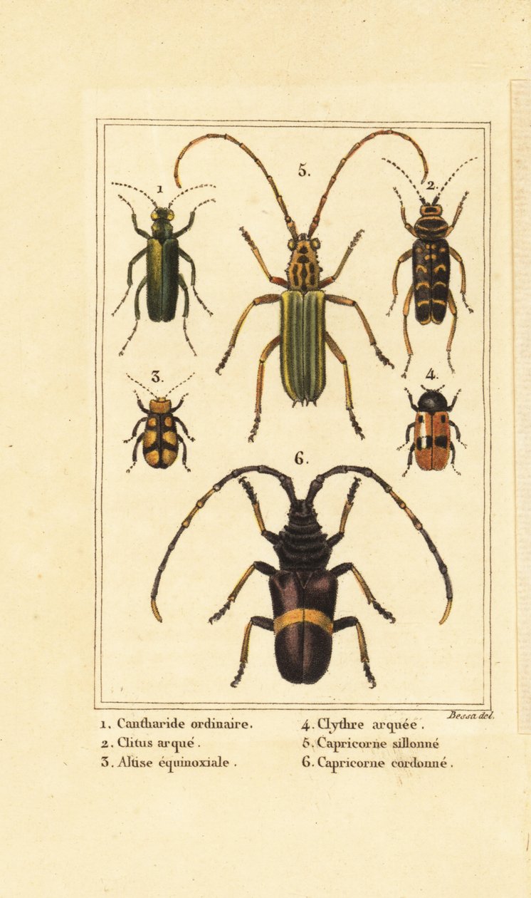 Spaanse vliegkever, Lytta vesicatoria 1, wespkever, Clytus arietis 2, Altica equinoctialis 3, Clytra quadripunctata 4, langhoornkevers, Chlorida festiva 5 en Trachyderes succinctus 6 door Pancrace (after) Bessa