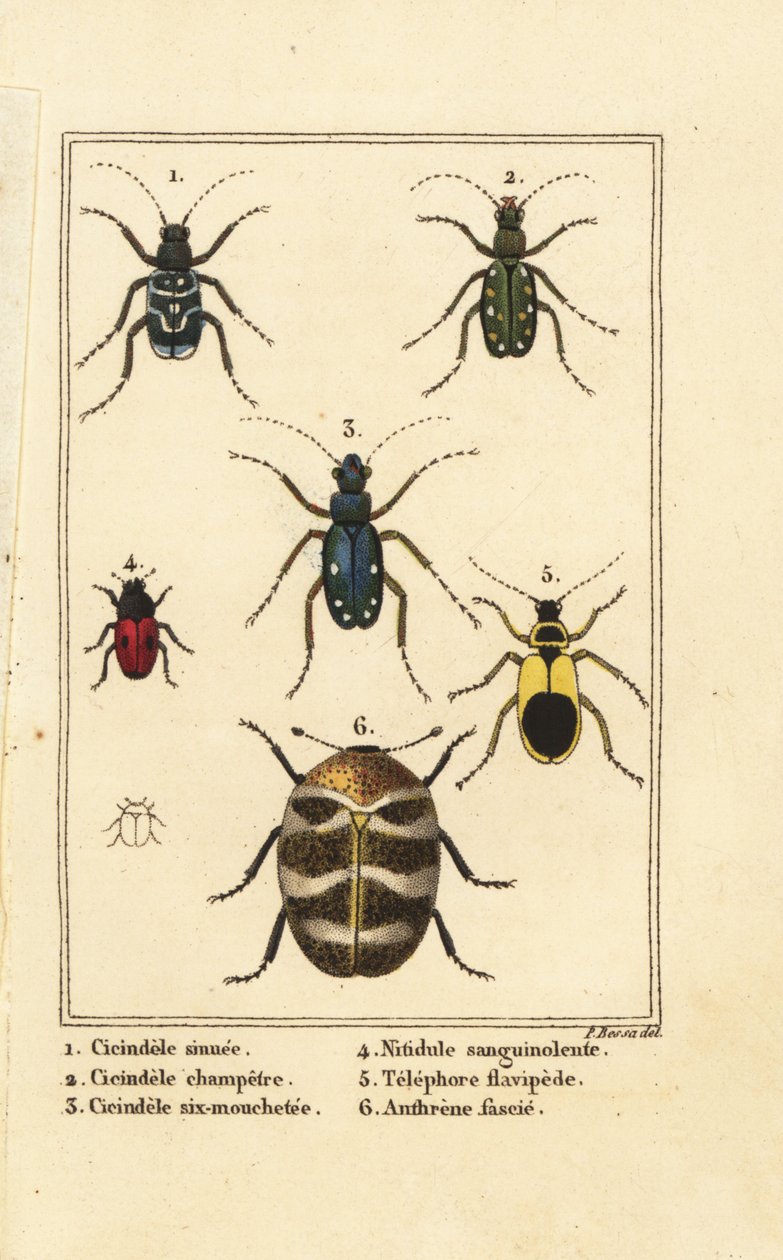 Tijgerkevers, Cicindela sinuata 1, Cicindela campestris 2, Cicindela sexguttata 3, Nitidula sanguinolenta 4, bonte tapijtkever, Telephore flavipede 5, Anthrenus verbasci 6 door Pancrace (after) Bessa