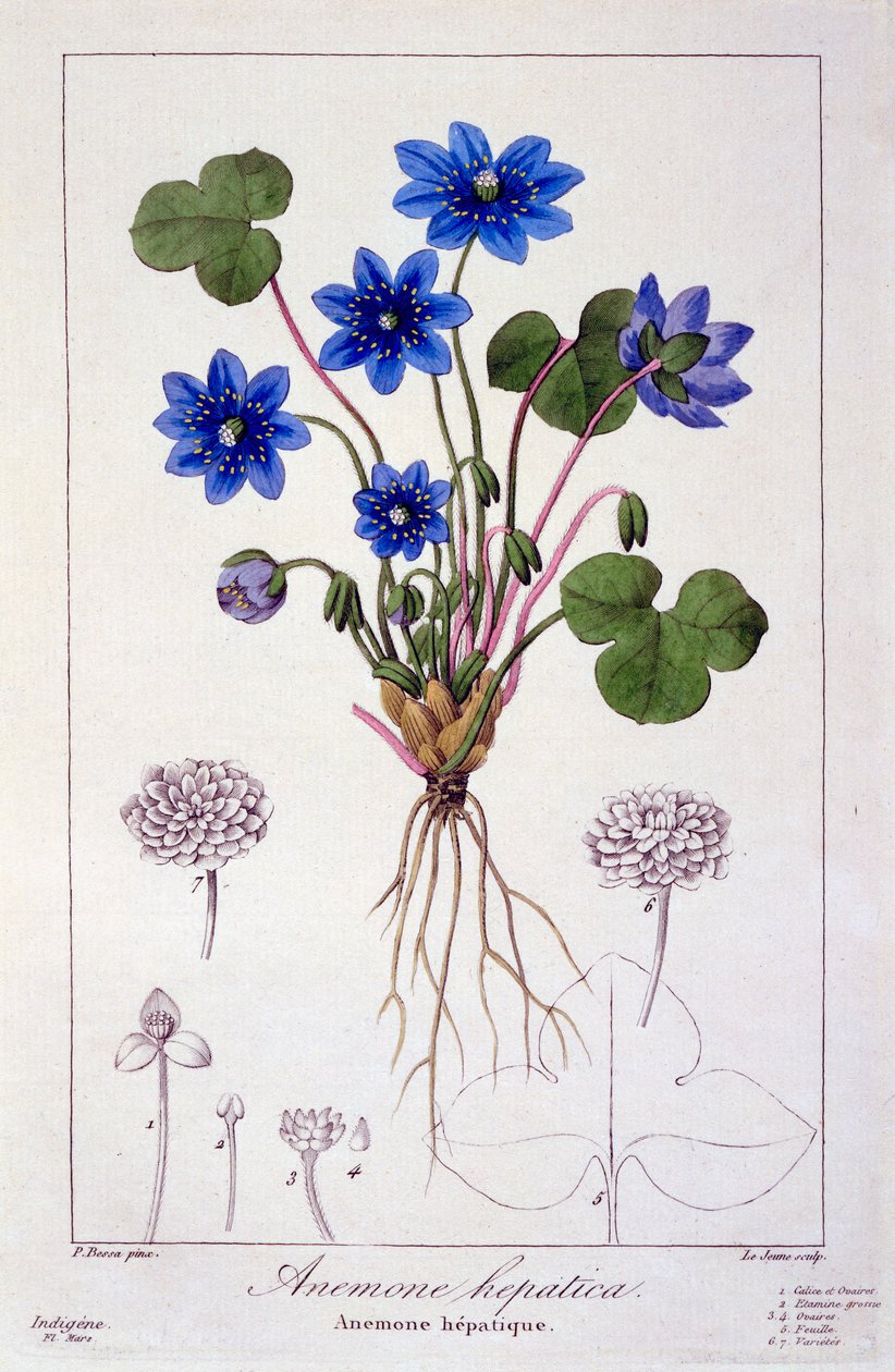 Hepatica nobilis, 1836 door Pancrace Bessa