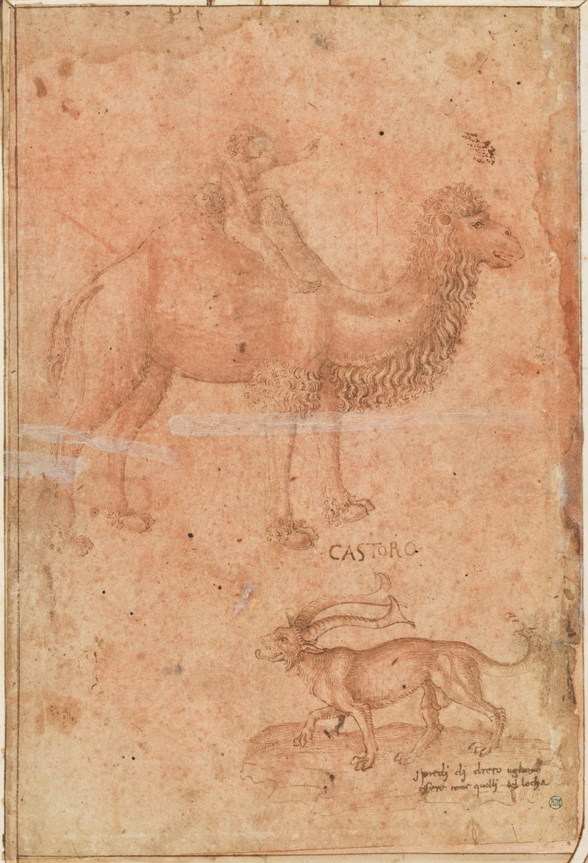 Ein Kamel mit einem reitenden Kind. Darunter ein fabelhaftes Tier (Castoro) door Paolo Uccello