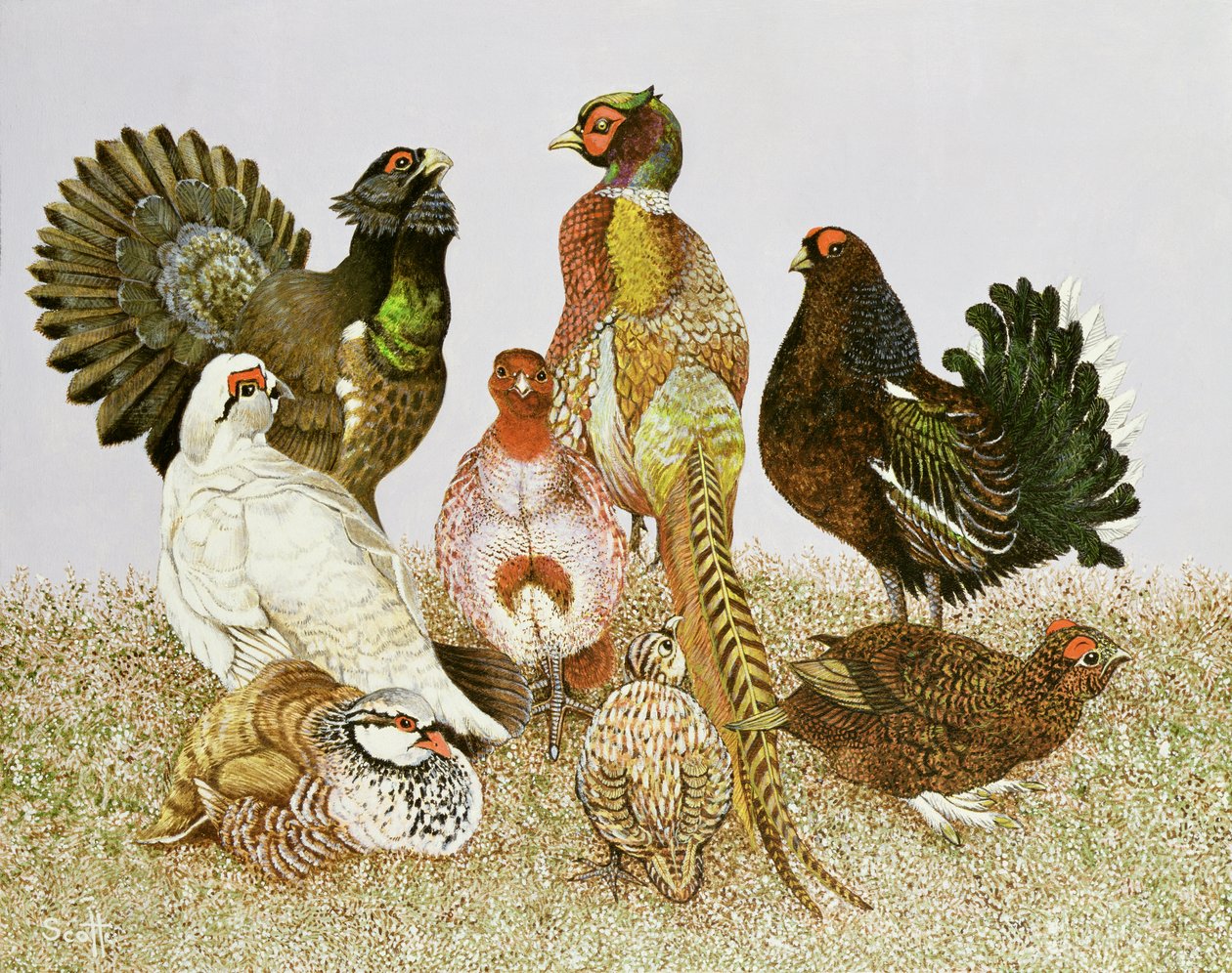 Wilde vogels door Pat Scott