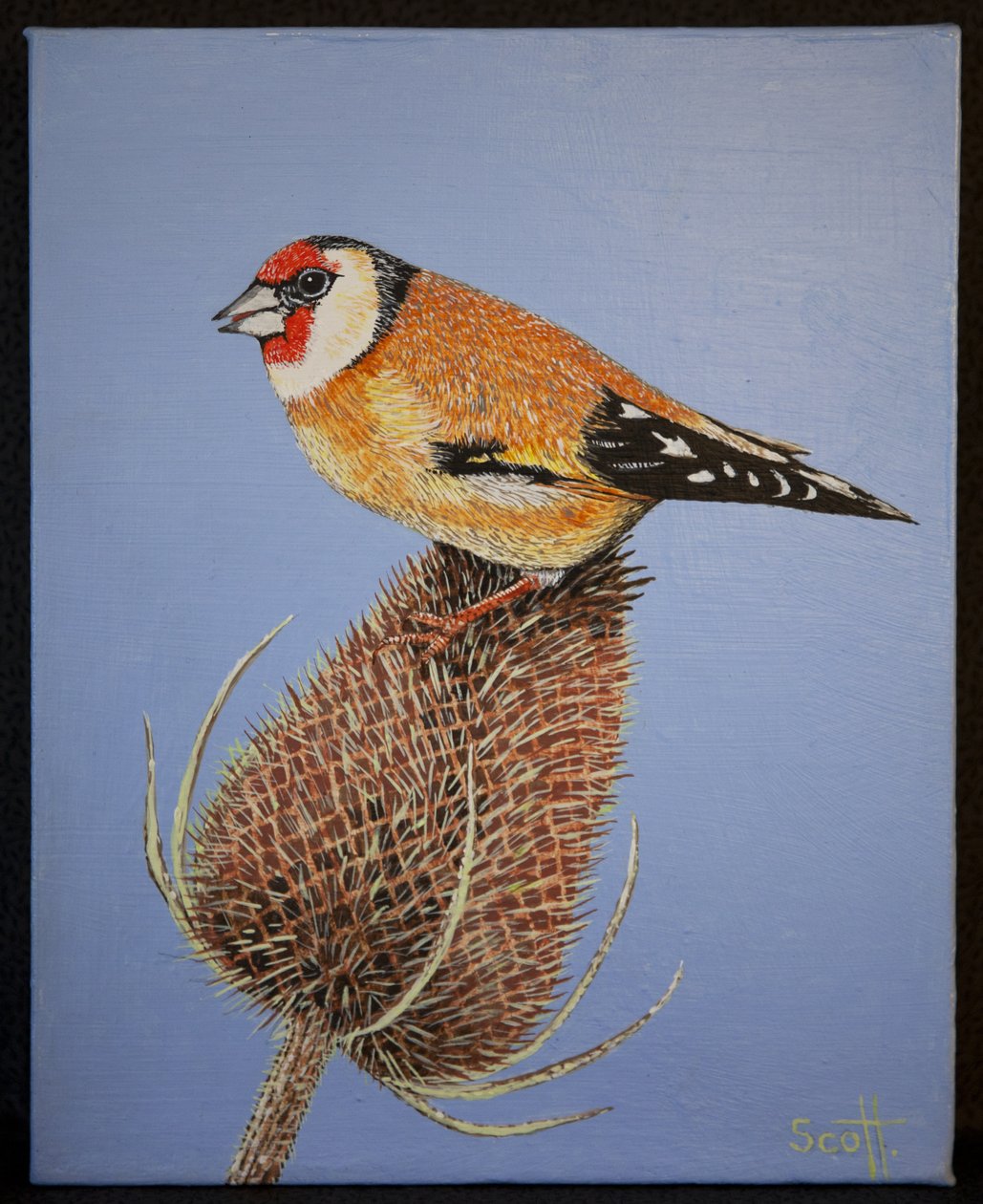 Goudvink, 2016 door Pat Scott