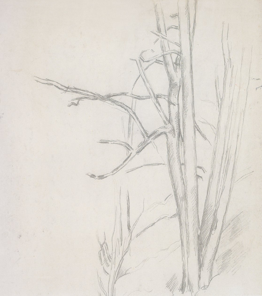 Boomstudie door Paul Cézanne