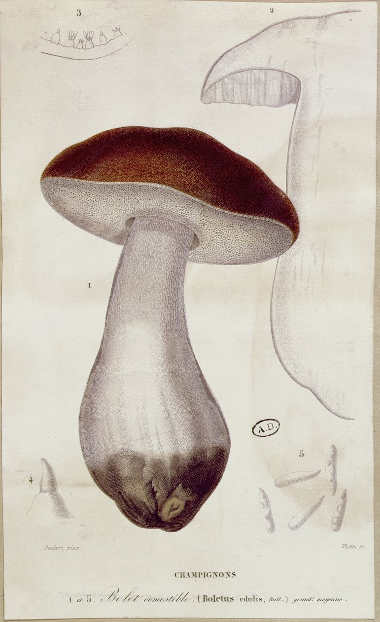 Boletus edulis, illustratie voor een editie van 