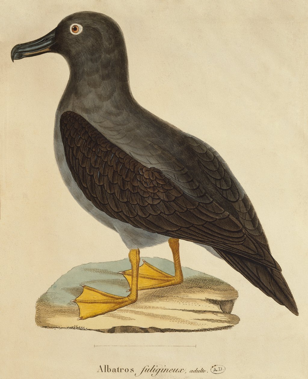 Roetige albatros door Paul Louis Oudart