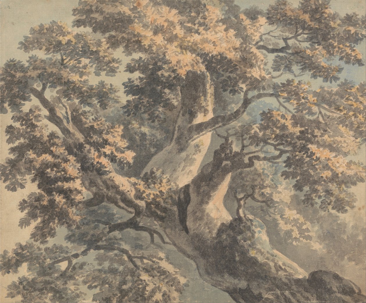 Studie van een Boom door Paul Sandby