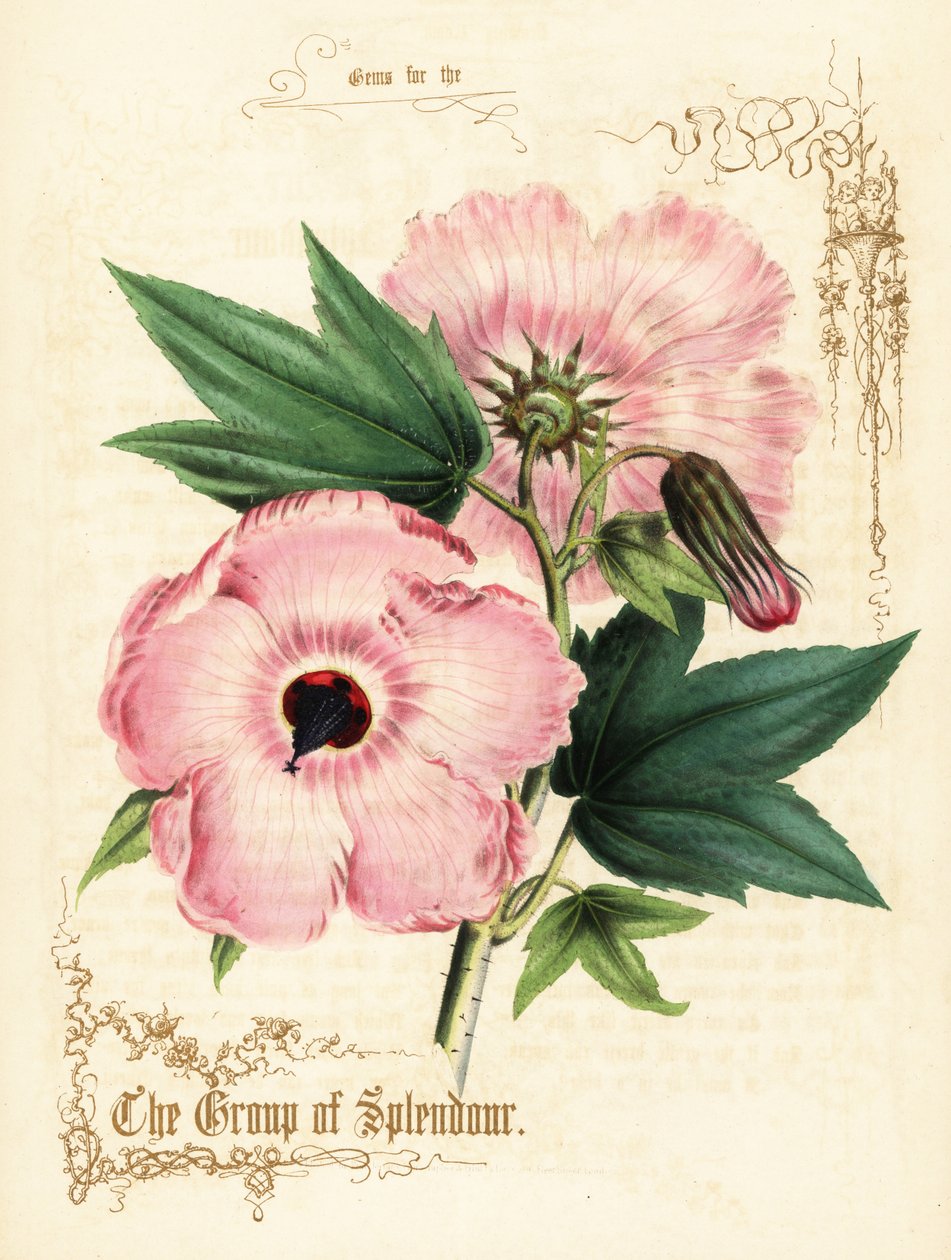 Roze hibiscus bloemen en loof door Paul Jerrard