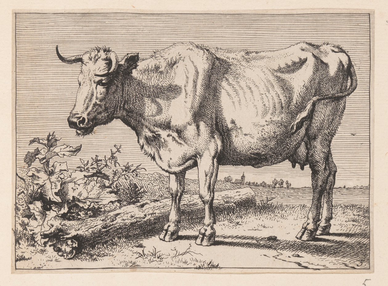 De koe met de verfrommelde hoorn, van Diverse ossen en koeien door Paulus Potter