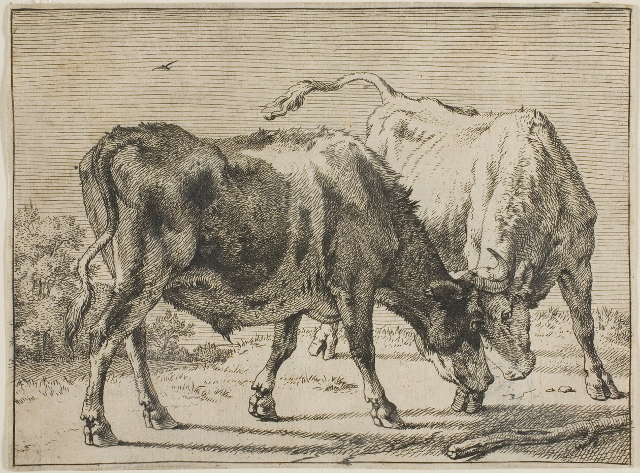 Twee vechtende stieren door Paulus Potter