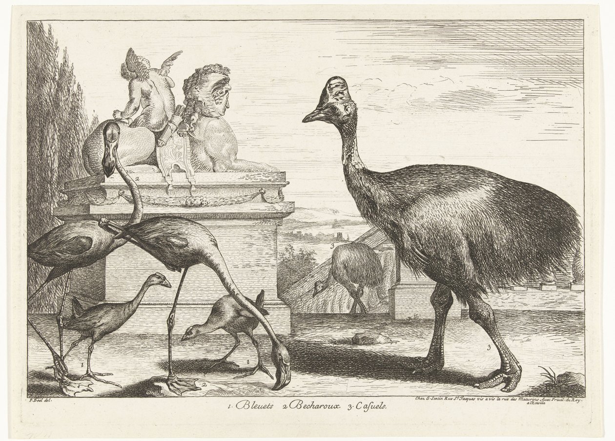 Kasuarissen, purperkoet en flamingo