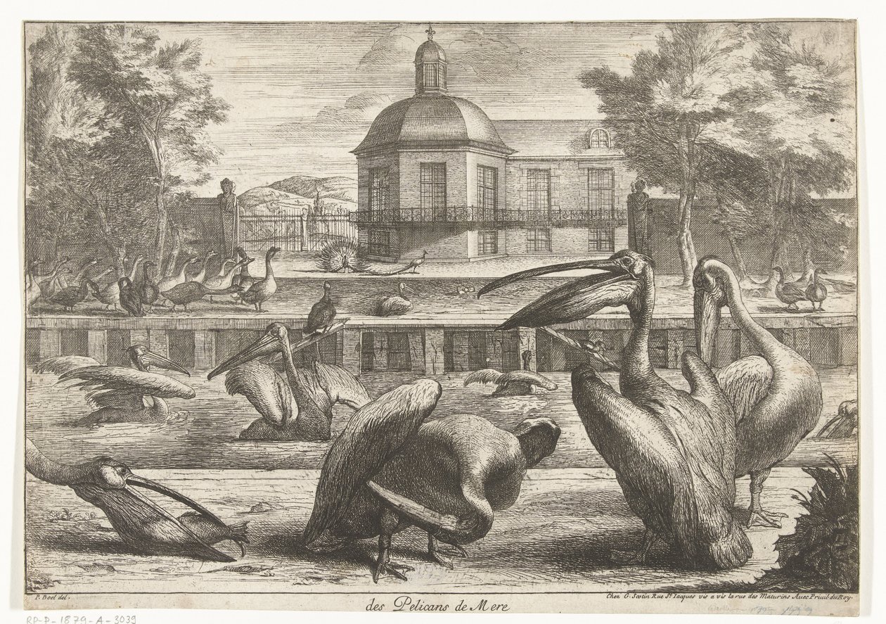 Pelikanen door Peeter Boel (attributed to)