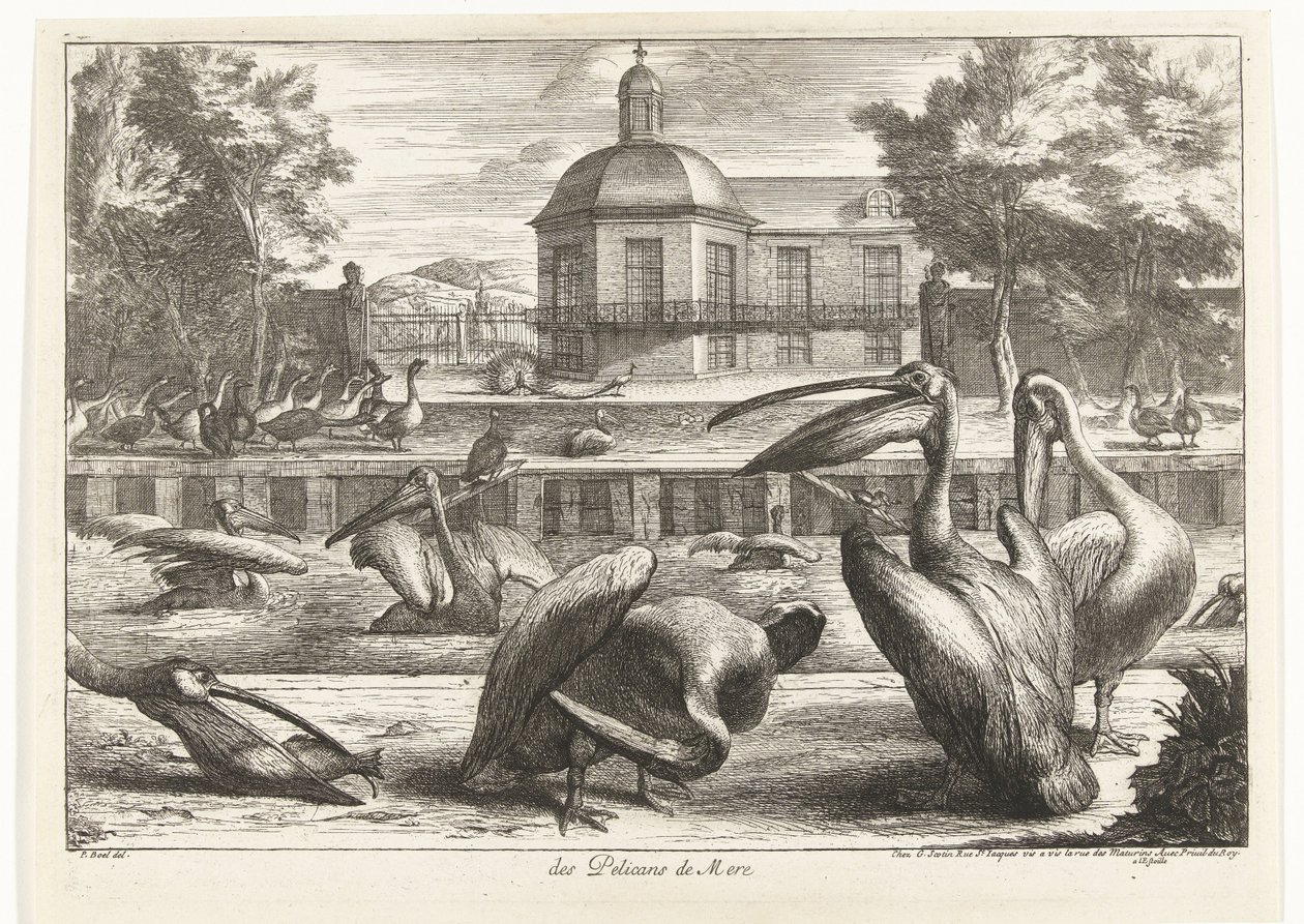 Pelikanen door Peeter Boel (attributed to)