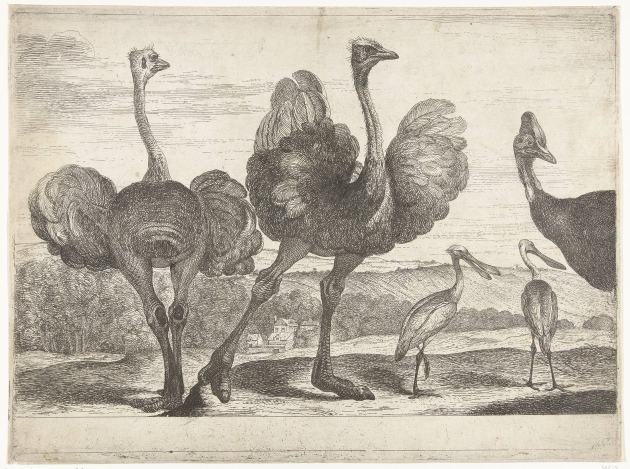 Struisvogels, kasuaris en lepelaar door Peeter Boel (attributed to)
