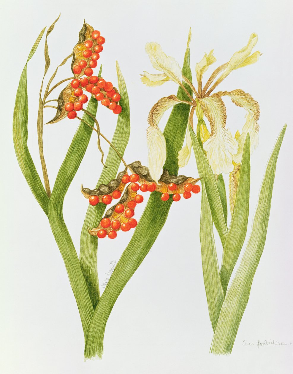Iris Foetidissima (aquarel) door Peggy Wyatt