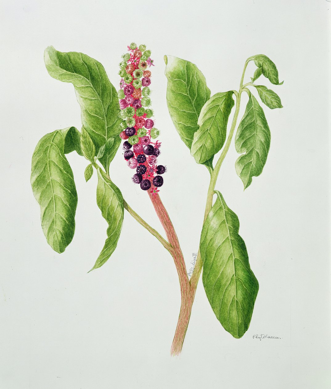 Phytolacca (aquarel) door Peggy Wyatt