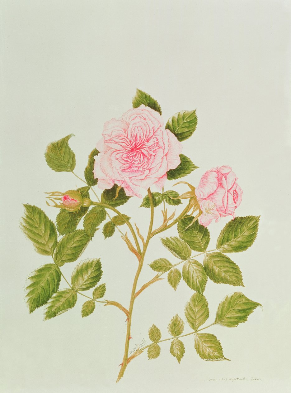 Rosa var: Gertrude Jekyll (aquarel) door Peggy Wyatt