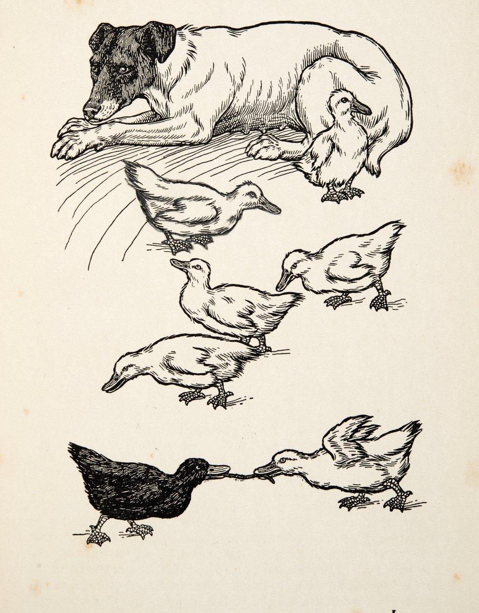 Een bijzondere pleegmoeder, uit Honderd anekdotes van dieren, pub. 1924 door Percy J. Billingshurst