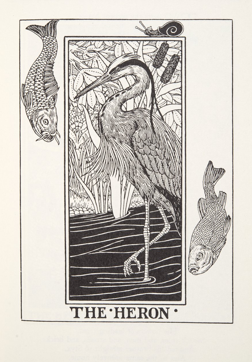 De reiger, uit Fontaine Fabels, uitgegeven 1905 (gravure) door Percy J. Billingshurst