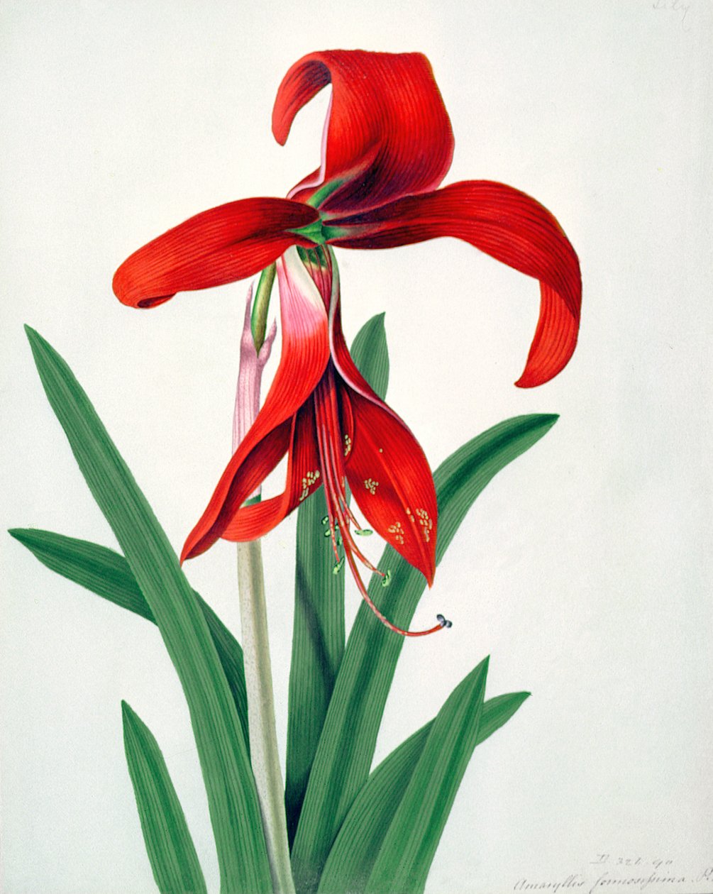 Bloemenstudie door Peter Brown