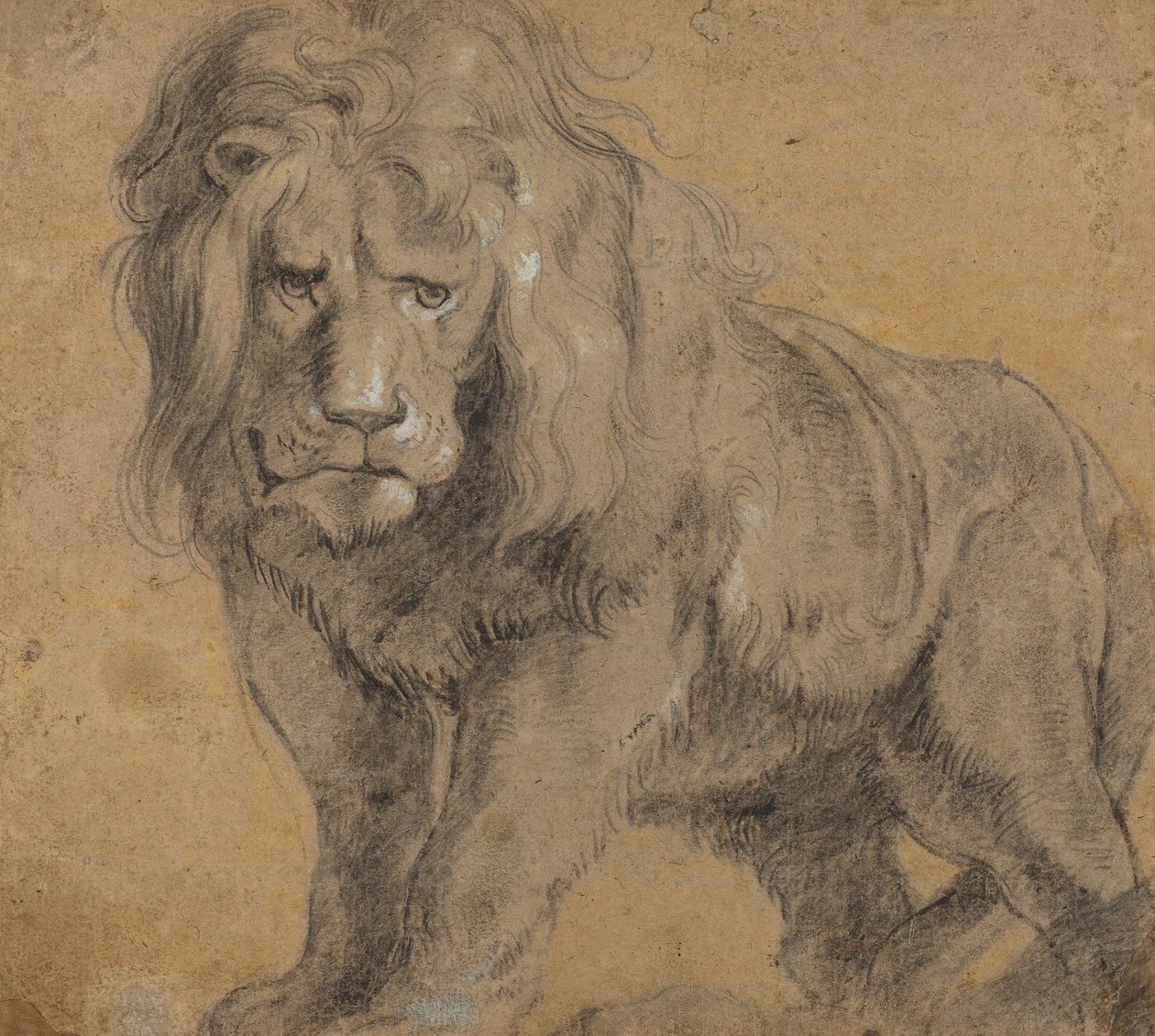Leeuw door Peter Paul Rubens