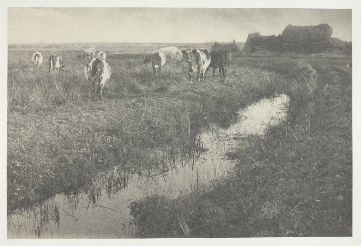 Vee op de moerassen door Peter Henry Emerson