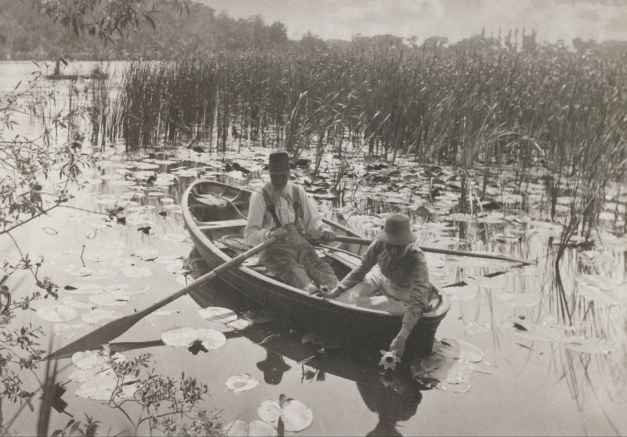 Waterlelies Verzamelen door Peter Henry Emerson