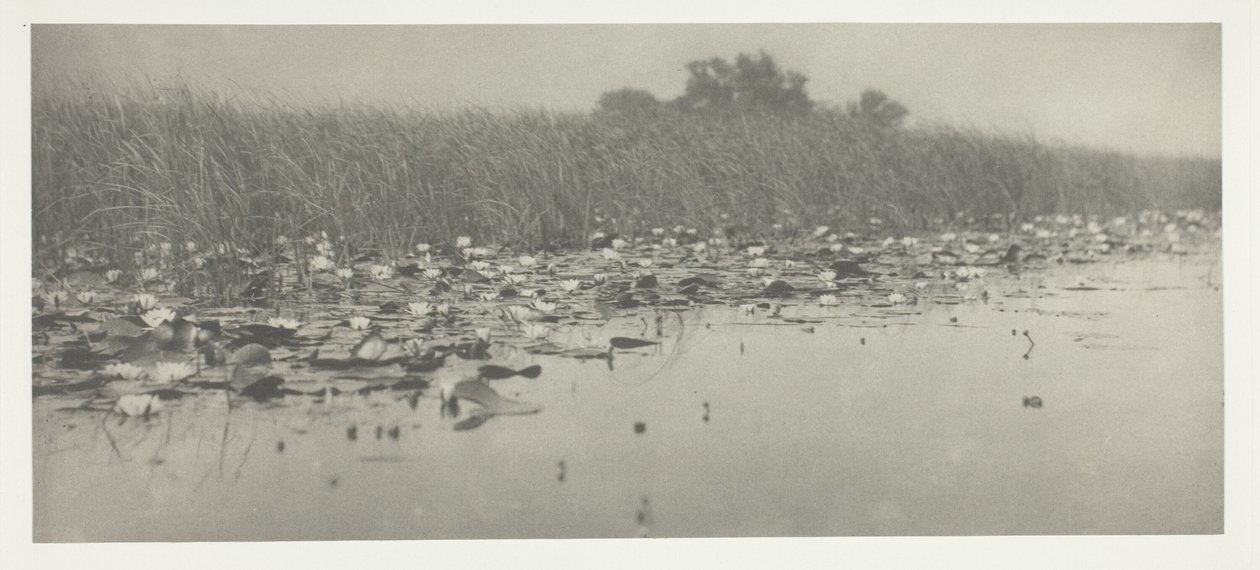 Waterlelies door Peter Henry Emerson