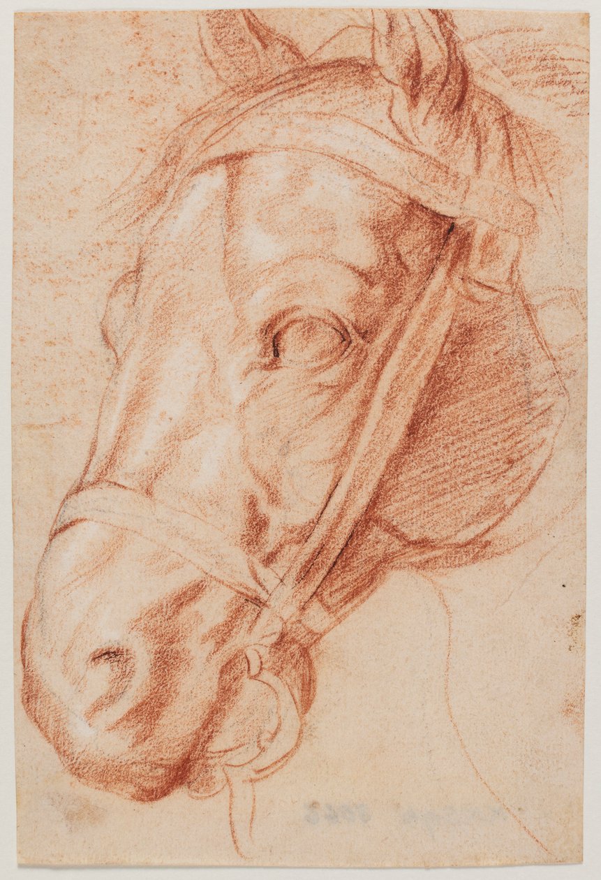 Paardenkop door Peter Paul Rubens