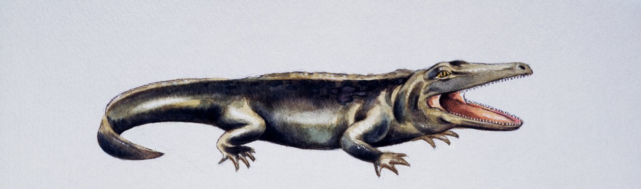 Cyclotosaurus sp, Mastodonsauridae, Laat Trias, Kunstwerk door Peter Ross
(foto) door Peter Ross