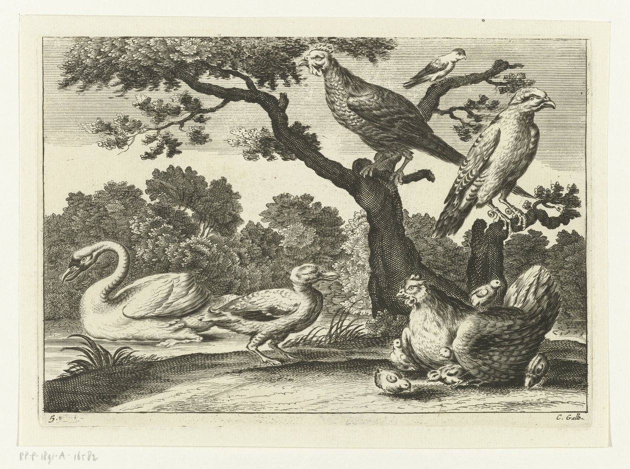 Zwaan, kip met kuikens en andere vogels door Peter van Liesebetten