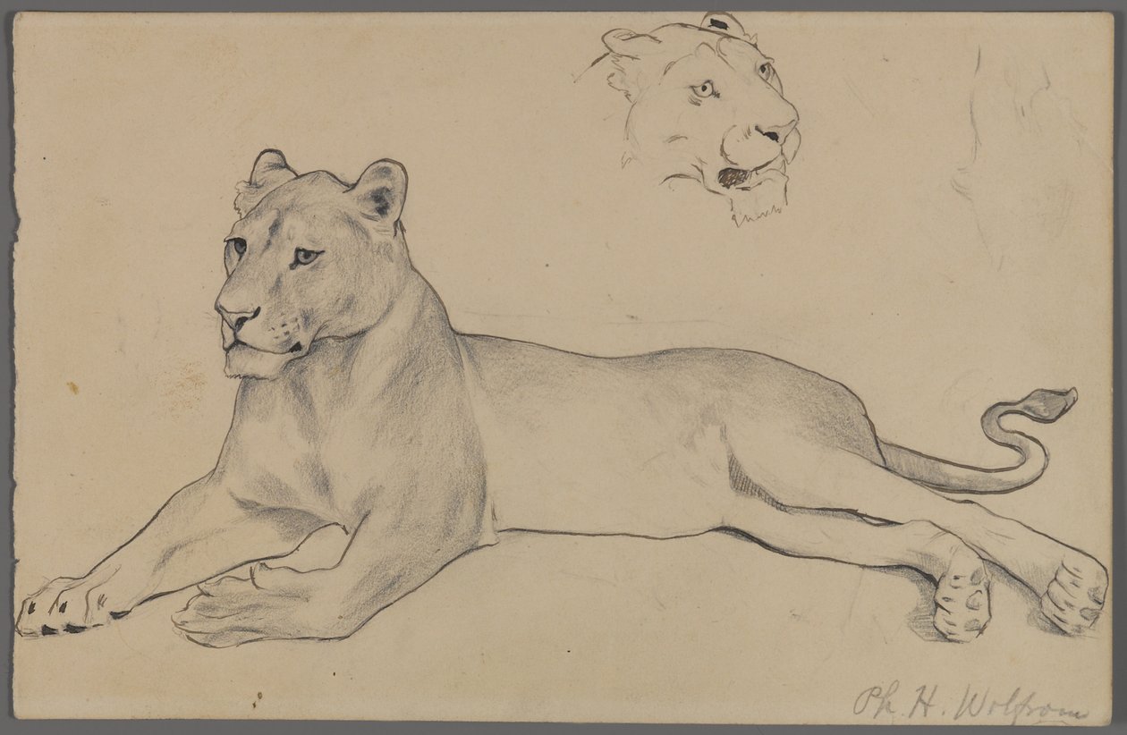 Zittende leeuwin door Philip H. Wolfrom