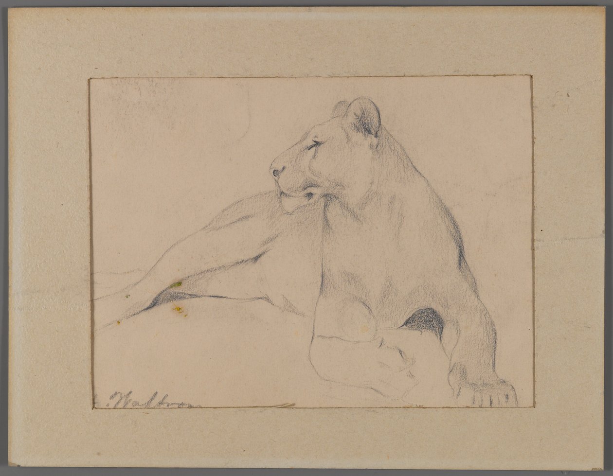 Zittende leeuwin door Philip H. Wolfrom