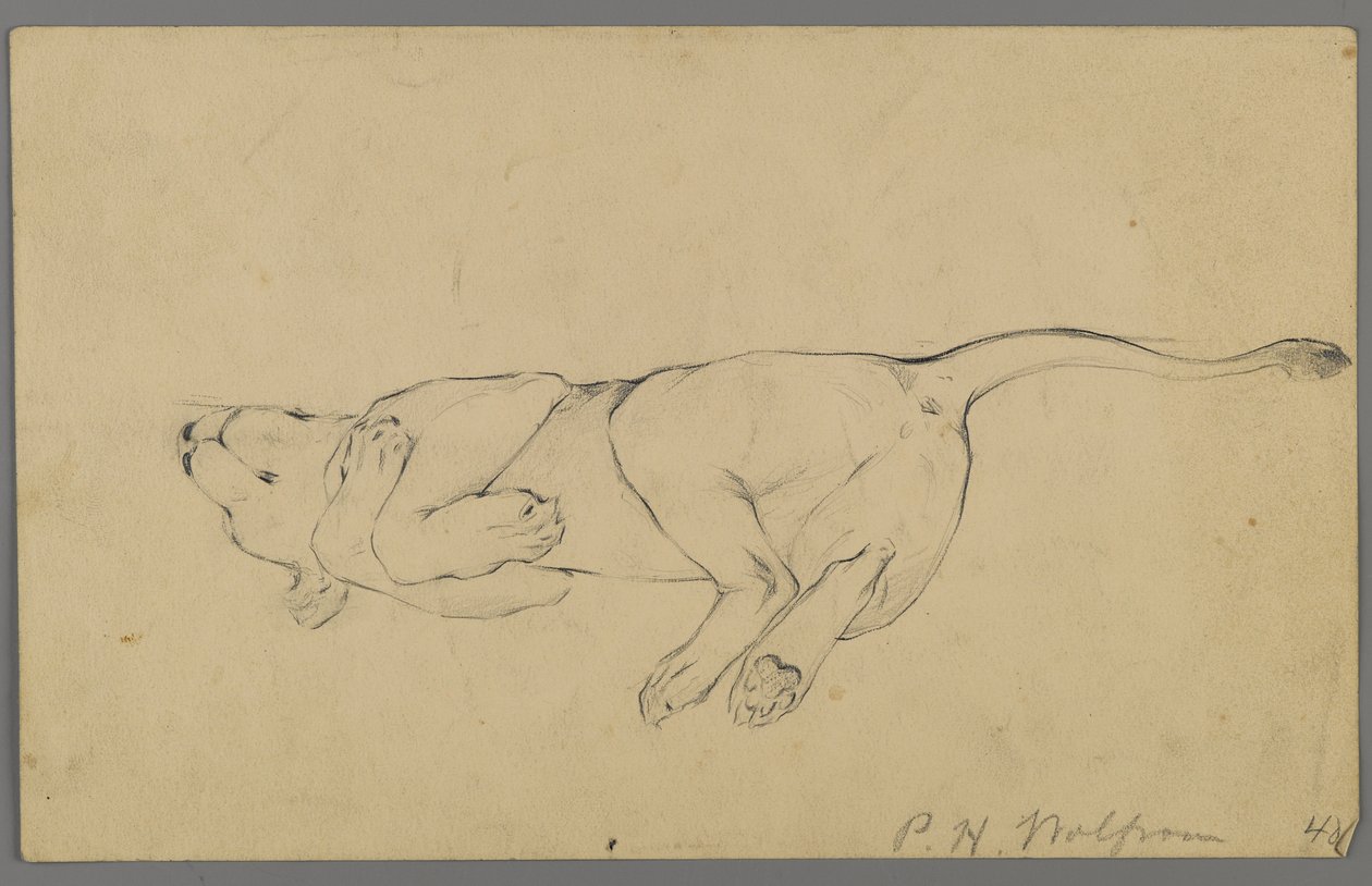 Slapende leeuwin door Philip H. Wolfrom