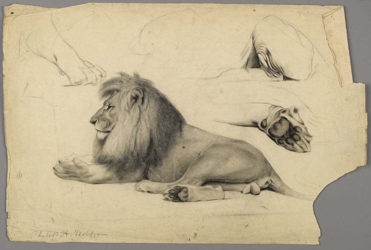 Studies van een leeuw door Philip H. Wolfrom