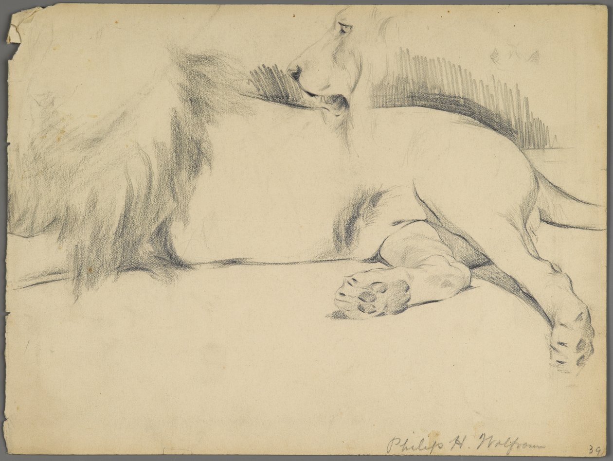 Studies van een leeuw door Philip H. Wolfrom
