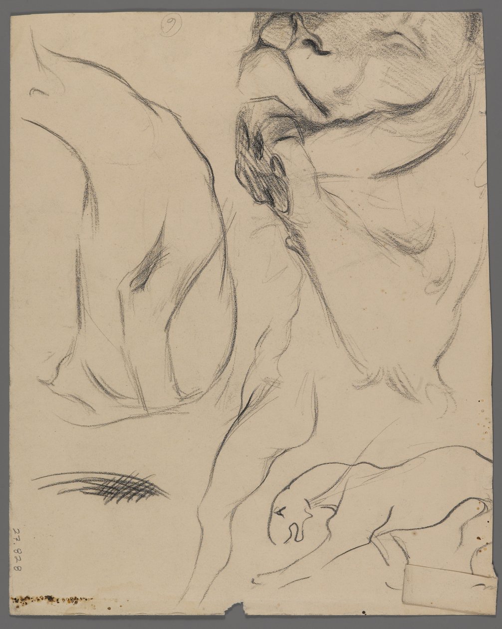 Studies van een leeuw door Philip H. Wolfrom