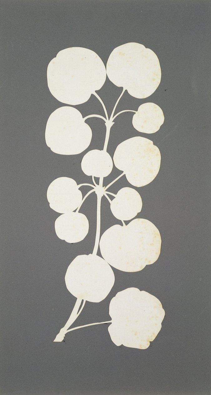 Cayennepeper door Philipp Otto Runge
