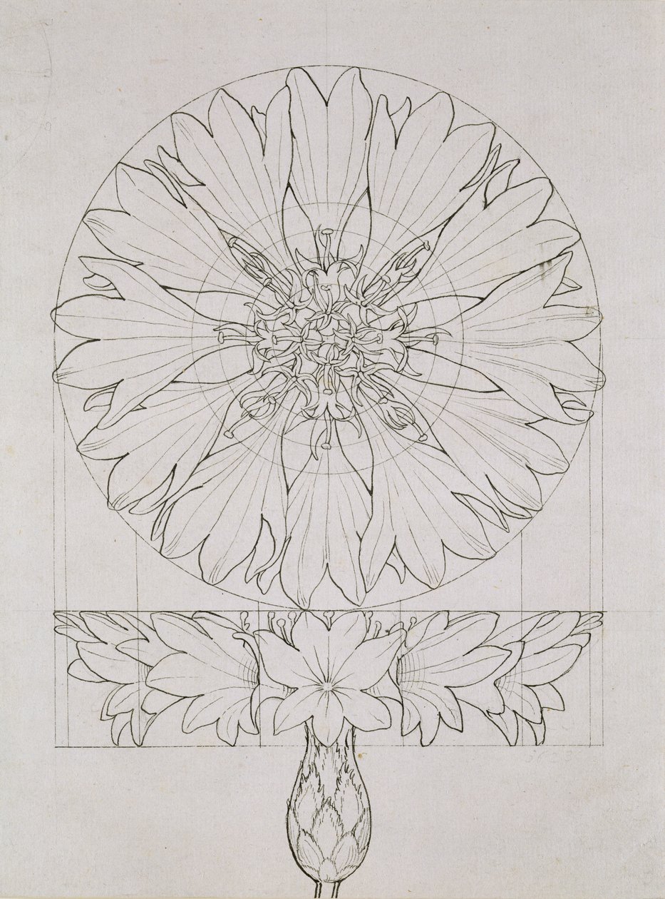 Studie voor een Korenbloem, 1808 door Philipp Otto Runge