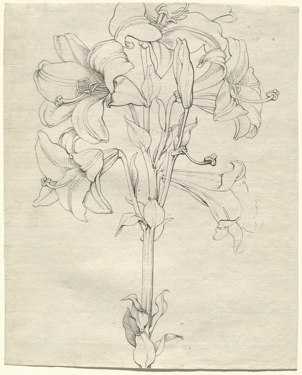 Een Stengel Lelies met Zes Bloemen door Philipp Otto Runge
