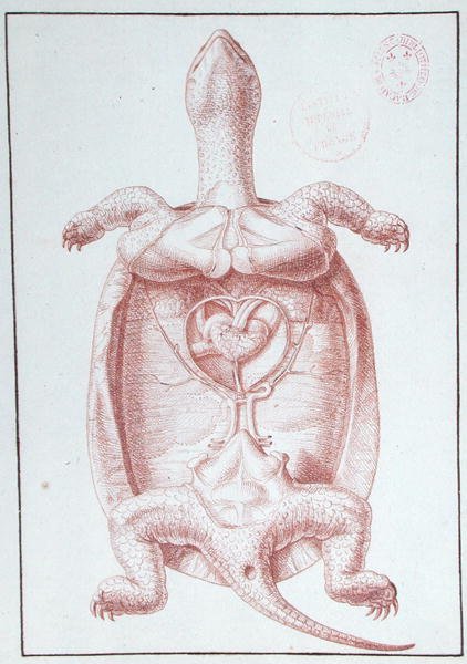 Een schildpad door Philippe Simoneau