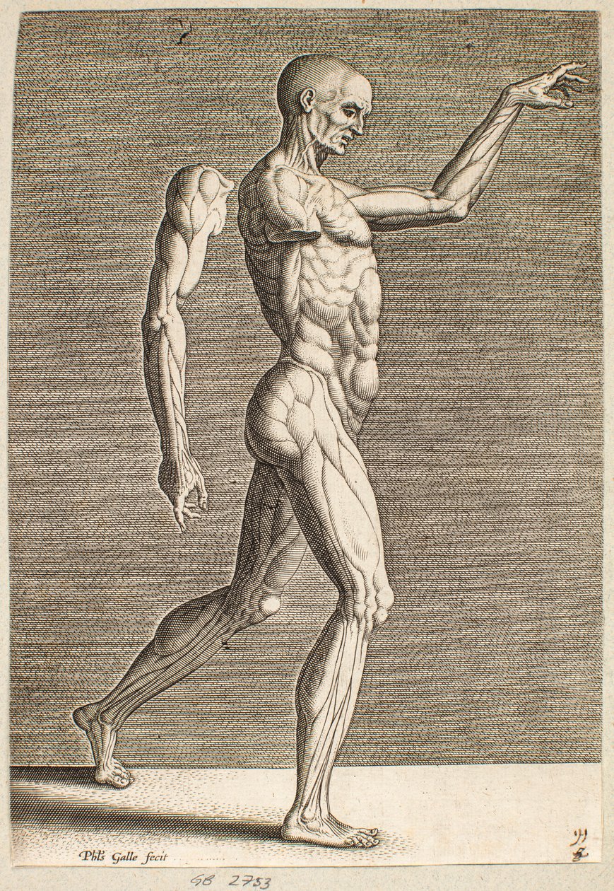 Studie van een menselijke figuur met blootliggende pezen en spieren, naar rechts gekeerd door Philips Galle
