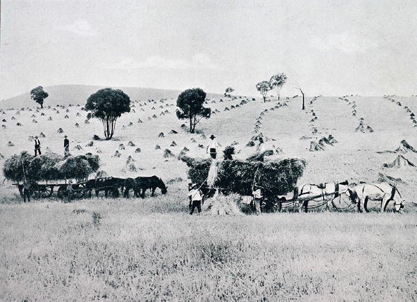 Oogsten, New South Wales, ca. 1900, uit 