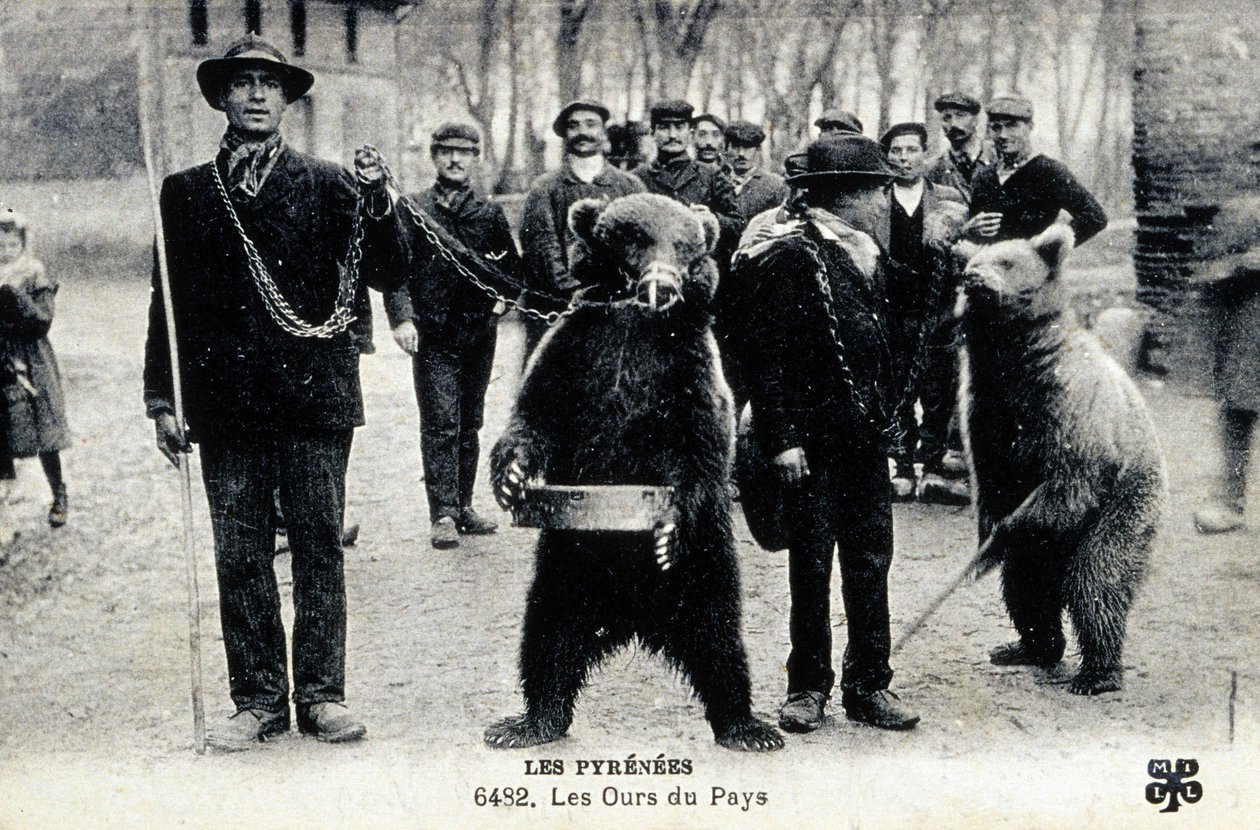 Berenexposities in de Pyreneeën, ca 1900 (z/w foto) door Photographer French