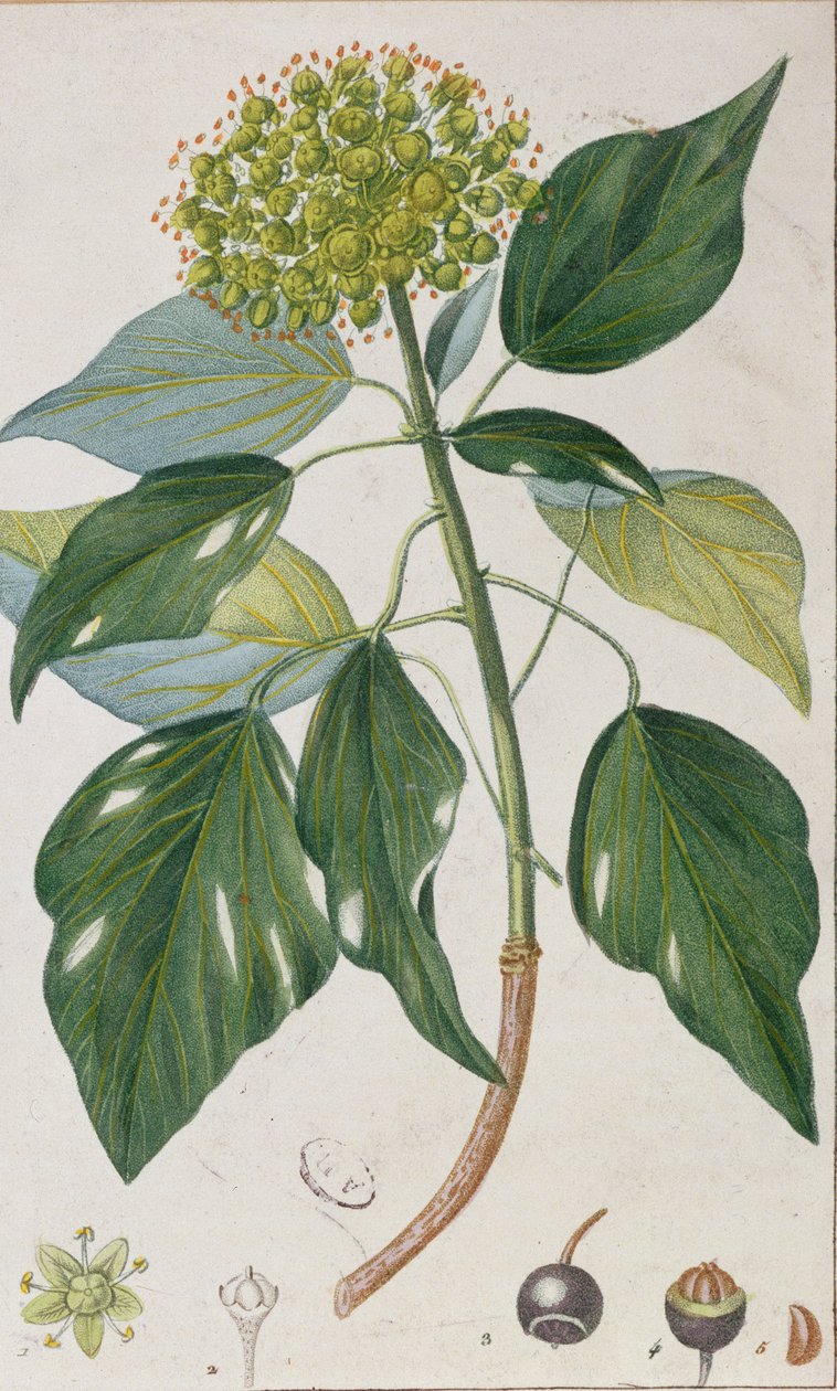 Klimop, botanische plaat, ca. 1820 door Pierre Jean Francois Turpin