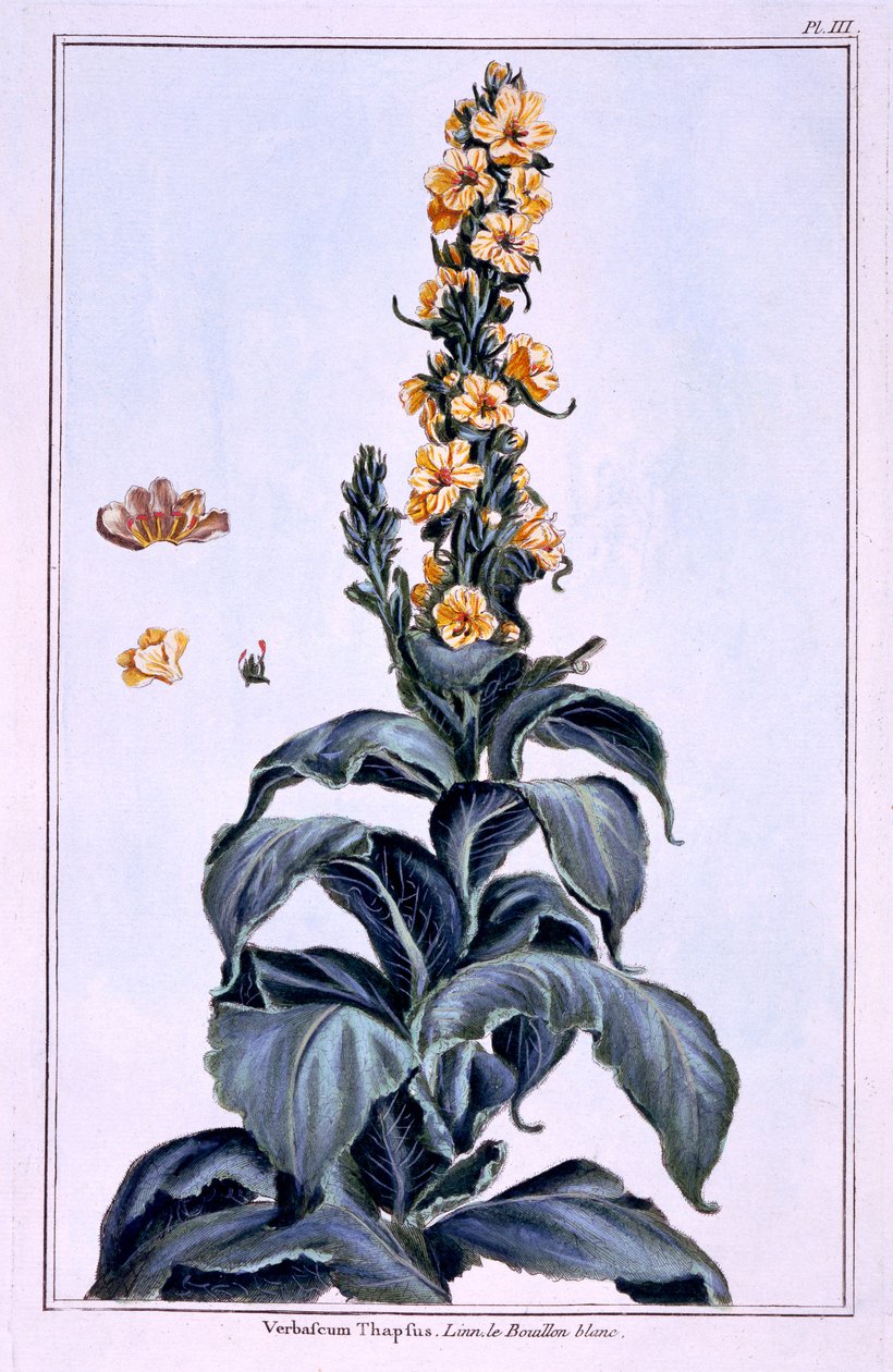 Grote koningskaars door Pierre-Joseph Buchoz