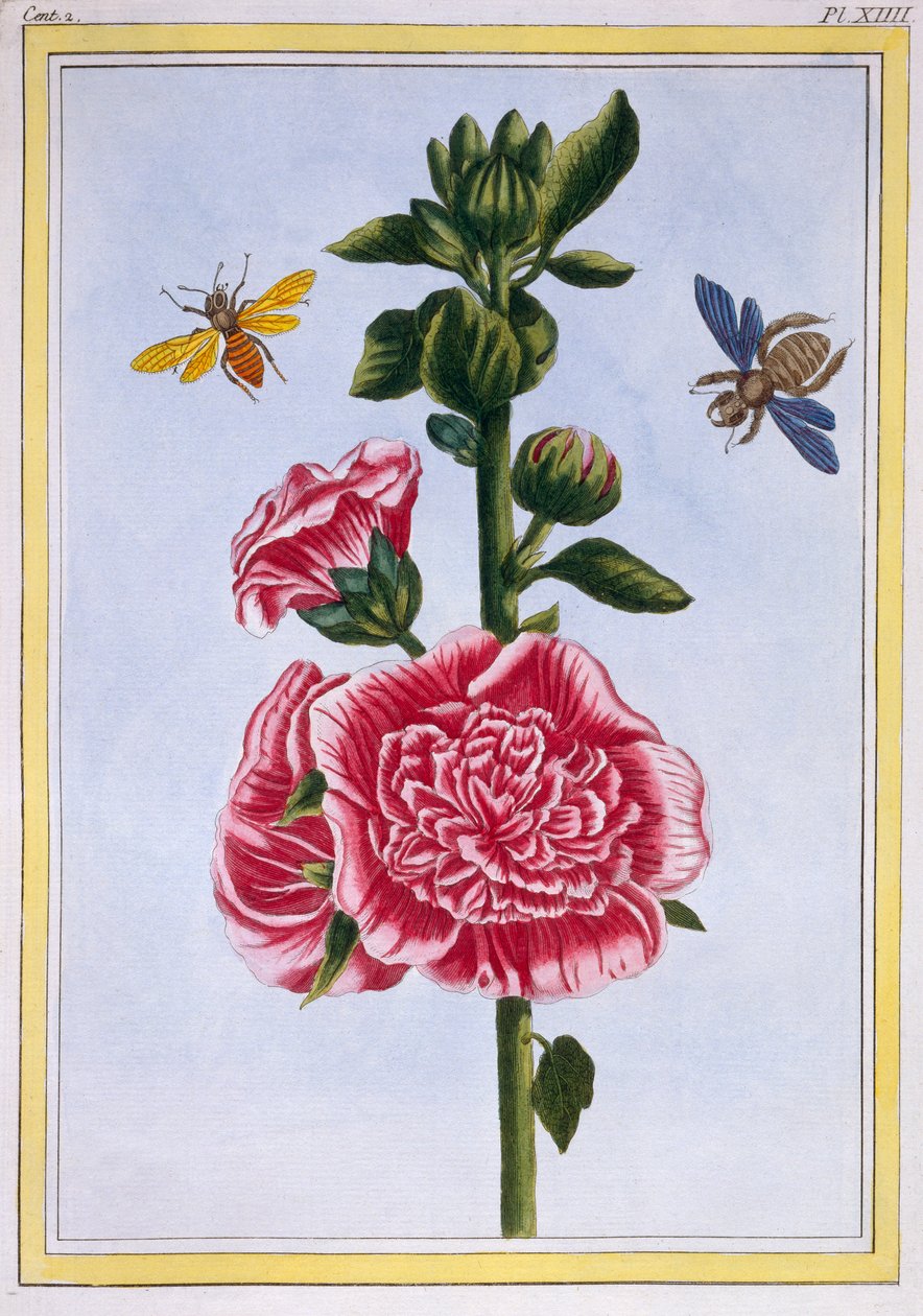 Passerose (stokroos), c.1776 door Pierre Joseph Buchoz